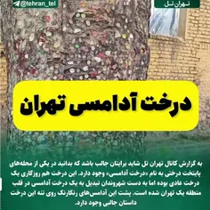 درخت آدامسی تهران کجاست
شاید برایتان جالب باشد که بدانید در یکی از محله‌های پایتخت درختی به نام درخت آدامسی وجود دارد. این درخت هم روزگاری یک درخت عادی بوده اما به دست شهروندان تبدیل به یک درخت‌ آدامس