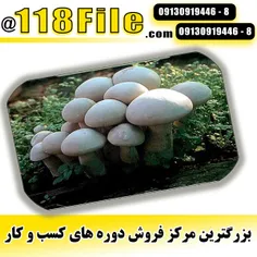 بهترین آموزش پرورش قارچ