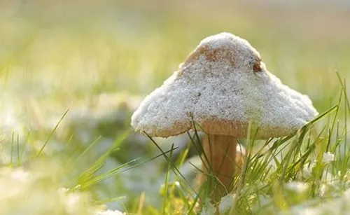 زیباترین قارچ های دنیا