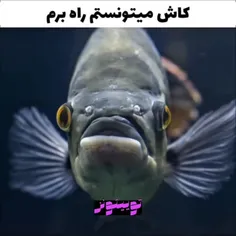 بنازم داکی 