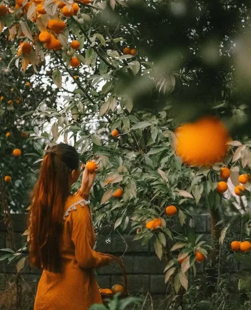پرتقال پاییز زیبا خاص دخترانه