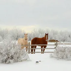 نمای زمستانی #تاماهاوک  دهکده ای زیبا در آلبرتا،کانادا با