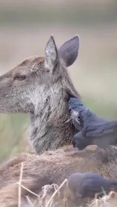 جکداو Jackdaws کوچک‌ترین عضو خانواده کلاغ‌ها در بریتانیا 