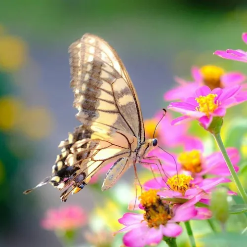 🦋بگذار دنیا