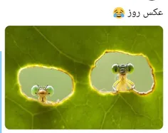 کی بود )))