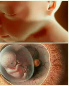 جنین درون رحم از قدرت بینایی ‌برخوردار است و همه چیز را س