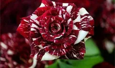 گل رُز ترکیبی ببری (Hybrid Tiger Rose)