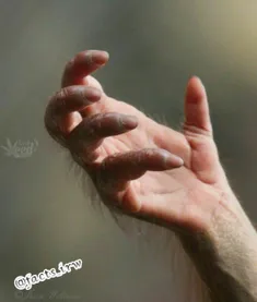 شباهت فوق العاده دست یک اورانگوتان جوان به دست انسان 😱
