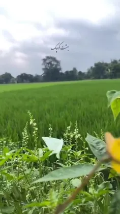 برایت بی الف خواهم فقط فردای بهتر را 