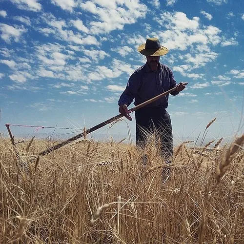 A farmer’s busy harvesting wheat. Ardabil, Iran. Photo by