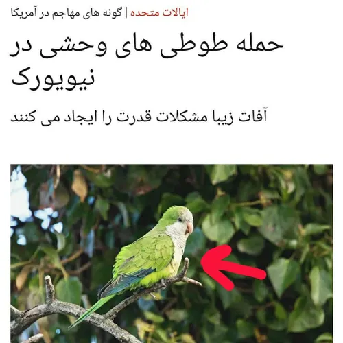 طوطی