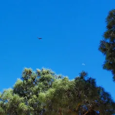 #dailytehran #sky #blue #bluesky #deepblue #tree #moon #b