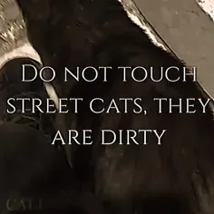 منی که هر گربه ای تو خیابون میبینم ازش فیلم میگیرم:
