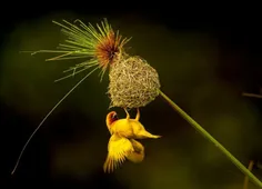☯ پرنده جولای طلایی آفریقایی با لانه دست سازش، در کشور کن