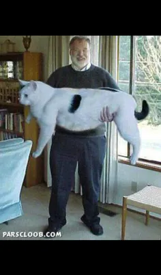 بزرگترین گربه دنیا