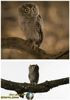 کوچکترین جغدجهان با  نام  علمی ( Glaucidium sanchezi)  تن