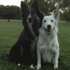 از اون عشقای سگیه سگی 😊⁦🤷‍♂️⁩😍🐶