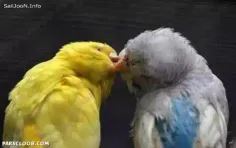 چه بوسی،چشادرویش:-)