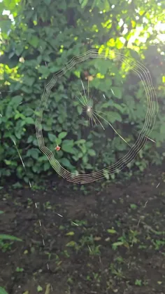 عنکبوت کوچولو 🕸️💟