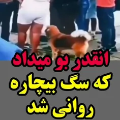 • انقدر بو میداد سگ بدبخت فرار کرد 🤣