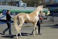 زیباترین و گرانترین اسب دنیا.. اووووف عالیه