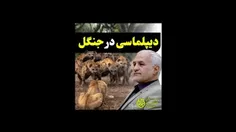 ✅ دیپلماسی در جنگل
