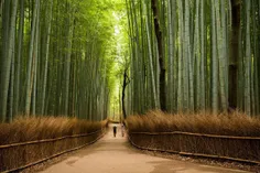 جنگل بامبو ساگانا _ #آراشیاما_ژاپن