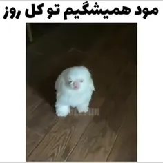 آخه چرا اینقدر حق :/