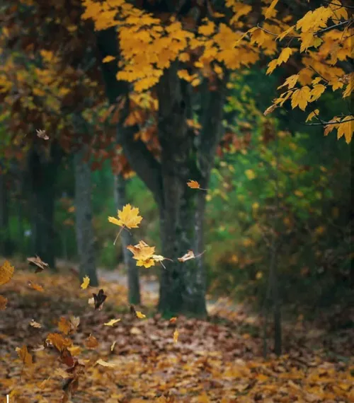 طبیعت منظره فصل پاییز خزان برگ زرد درخت