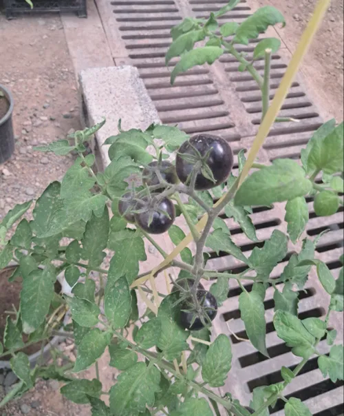 گوجه سیاه
