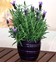 در خانه یک گلدان گیاه#اسطوخودوس نگهدارید!