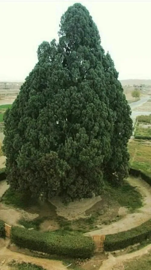 بخون😌 قدیمیترین موجود زنده ایران سرو ابر کوه یزد