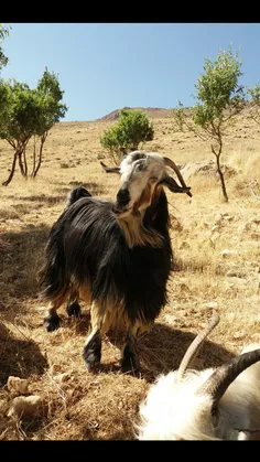 یعنی ما هی باید بُز باشیم🐐