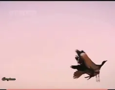 #شاهین با سرعت ۴۰۰ کیلومتر در ساعت توانایی شکار عقاب را ه