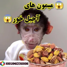 میمون های آجیل خور آدم یاد عید میفته و مهمونا😂🤣