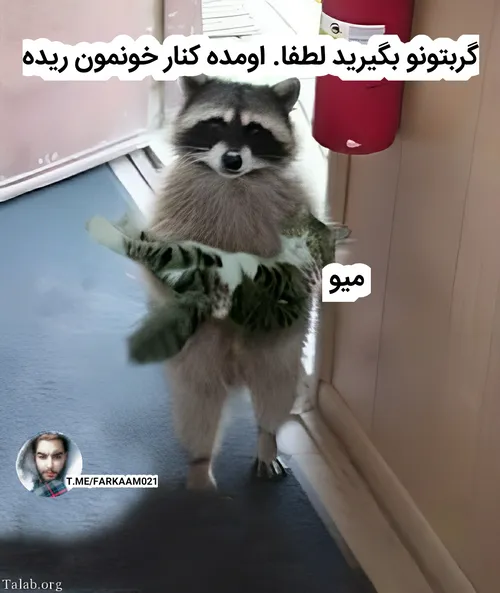 میو 😂 | فرکام