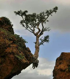 اگر#خدا نخواهد#برگ از#درخت نخواهد افتاد. چه برسد به خود د