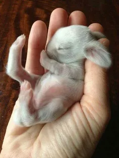 بچه خرگوش!  