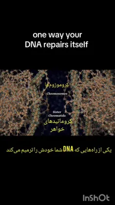 بازسازی یا ترمیم دی‌ان‌ای (DNA Repair) به ساز و کار‌های م