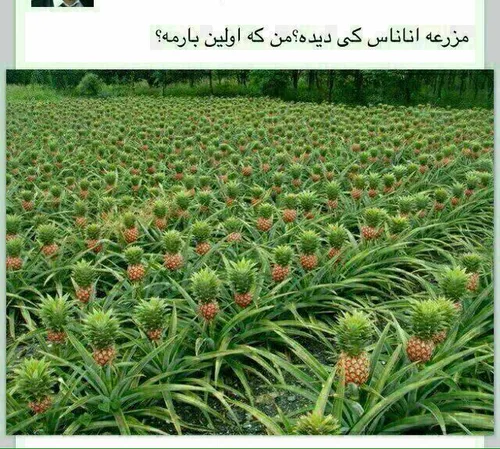 خوش بحالشون....