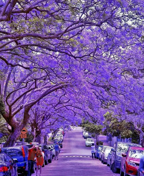 🌏 milson park in violet , Sydney 🌏