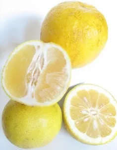 در فصل پاييز و زمستان مصرف ليمو شيرين را فراموش نکنید! 🍋