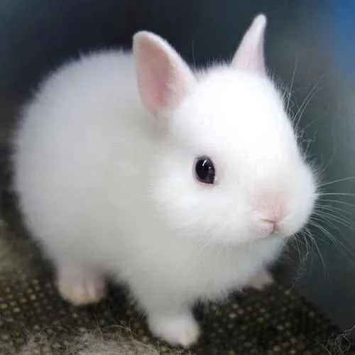خرگوش مینیاتوری