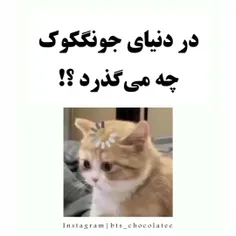 یه عدد کیوت خل🙂😍🐇🐰