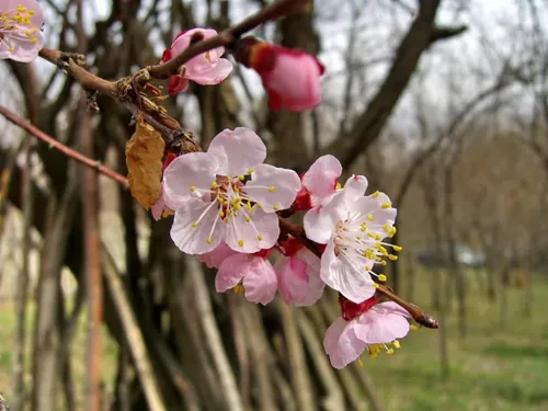 📸شکفتن شکوفه ها یعنی بهار نزدیکه