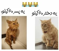 چرا واقعا😂🤣