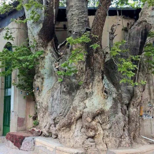 درخت چنار ١٥٠٠ساله روستای آمره، بخش خلجستان، این درخت در 