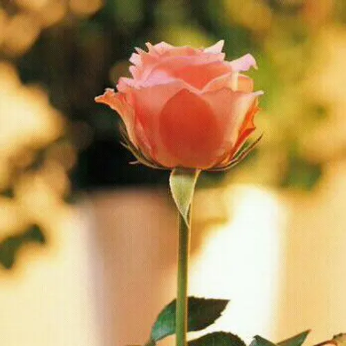 عشق من ی شاخه گل بابت ی لبخند دادی اتاق من شده گلستان