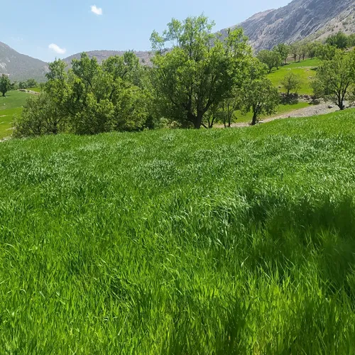 طبیعت بکر روستای مامان بزرگم در بهار