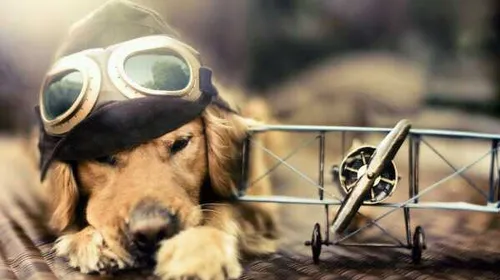 سگ عشق خلبانی! :)